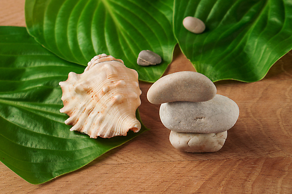 포토 JPG 해외이미지 스튜디오촬영 식물 웰빙 수영복 선 모래 바다 여행 백그라운드 잎 표면 휴가 조개 휴식 항해 건강 사람없음 목재 치료 초록색 모래사장 스파 껍질 조약돌 흰색 질감 주말 아로마테라피 카피스페이스 해외202309 해외포토 나무 옷 컬러 컨셉 배_교통 재료 의학 어패류 실내 공백 돌_바위 테라피 파일형식