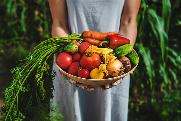 포토 JPG 해외이미지 식물 손 배너 음식 백그라운드 밭 농업 토마토 채소 자연 건강 사람 사람없음 야외 빨간색 초록색 여름 농작물 상자 농장 정원 당근 수확 성장 가을 신선 잡기 시장 농부 상추 나무상자 수집 먹기 가득함 유기농 원예 날것 내추럴 바이오 밭일 숙성 원예사 채식주의자 카피스페이스 해외202309 해외포토 직업 웰빙 계절 산업 컬러 모션 뿌리채소 취미 신체부위 공백 생태계 채식 파일형식