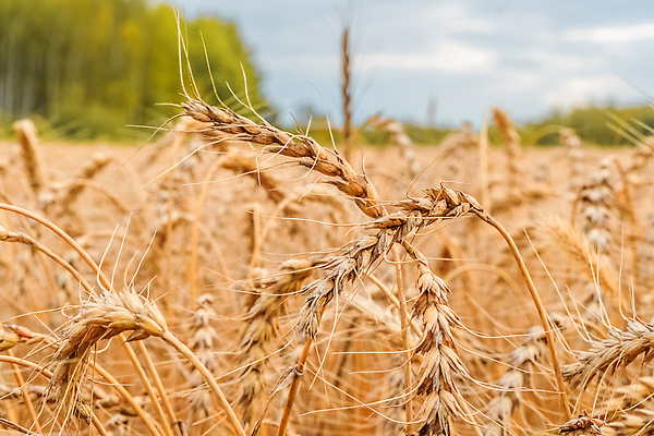 포토 JPG 해외이미지 식물 계절 밭 농업 아침 건강 옥수수 씨앗 사람없음 농작물 햇빛 태양 농장 농경지 일출 농사 목장 모임 수확 농촌 시골 농부 낟알 땅 밀 보리 밀가루 밭일 숙성 호밀 세련 귀리 해외202309 해외포토 주간 자연요소 직업 산업 곡류 노을 가루 파일형식