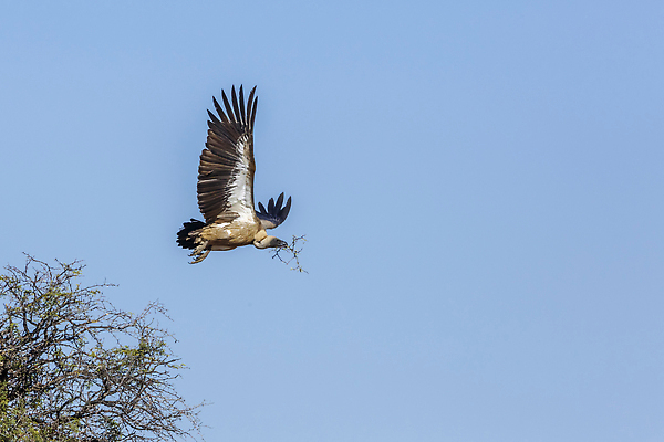 포토 JPG 해외이미지 동물 야생동물 아프리카 자연 조류 하늘 국립공원 사람없음 가로 관광지 사막 보호 사파리 파란배경 멸종 고립 나미비아 남아프리카 보츠와나 보호구역 칼라하리 해외202309 해외포토 공원 나라 여행 백그라운드 컨셉 파란색 생태계 구역 파일형식