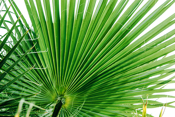 포토 JPG 해외이미지 나무 식물 백그라운드 잎 패턴 자연 추상 손바닥 사람없음 야외 장식 초록색 컬러풀 야자수 정원 줄무늬 신선 부채 숲 열대우림 생태계 질감 문학 내추럴 엘리먼트 열대기후 그리너리 해외202309 해외포토 손 컬러 무늬 파일형식 트랜드컬러