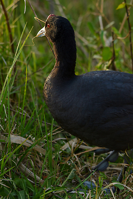 포토 JPG 해외이미지 야생동물 2 가족 청소년 자연 벽지 조류 엄마 오리 병아리 사랑 미술 앉기 사람없음 옆모습 머리 귀여움 수영 회색 덮개 껍질 흰색 아기 점 기다림 보호 깃털 비둘기 생물학 꼬리 목 기르기 돌봄 절정 못생김 해외202309 해외포토 동물 교육 감정 뷰포인트 컬러 컨셉 관계 모션 문화예술 사람 신체부위 뚜껑 수상스포츠 생태계 파일형식