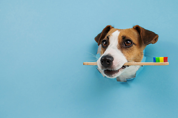 포토 JPG 해외이미지 사람없음 파란색 반려동물 구멍 개 칫솔 잭러셀테리어 해외202309 해외포토 동물 컬러 포유류 위생용품 테리어 파일형식