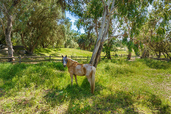 포토 JPG 해외이미지 나무 동물 백그라운드 밭 포유류 자연 놀이 하늘 서기 풍경 사람없음 야외 초록색 뷰티 농장 갈색 머리 계곡 침묵 자유 시골 승마 군중 승차 갈기 기르기 무료 순혈 해외202309 해외포토 식물 스포츠 컬러 컨셉 농업 모션 사람 신체부위 소리 생태계 돌봄 파일형식
