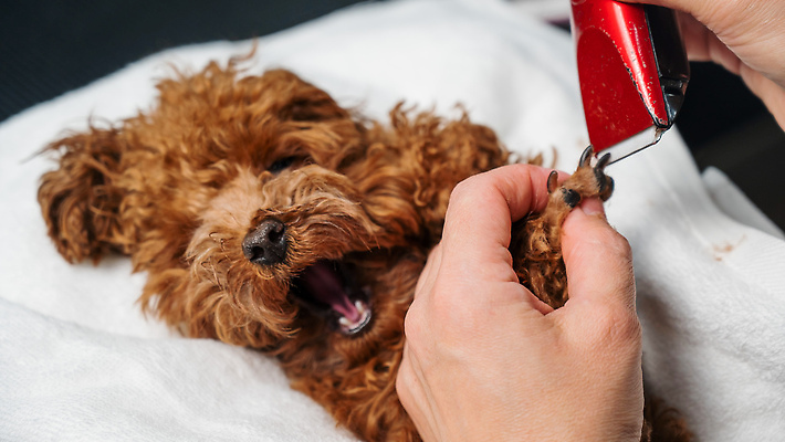 포토 JPG 해외이미지 손 신체부위 뷰티 귀여움 이발 푸들 다듬기 바리깡 해외202309 해외포토 컨셉 모션 사람 개 파일형식