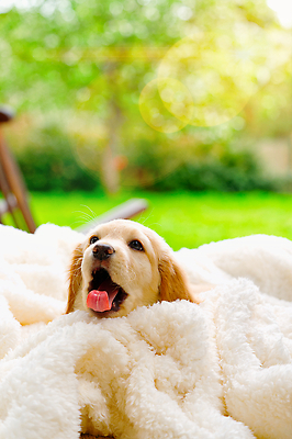 포토 JPG 해외이미지 한마리 응시 반려견 새끼 사람없음 이불 개 골든리트리버 강아지 혀 해외202309 해외포토 동물 1 시선 포유류 침구 반려동물 입 리트리버 파일형식