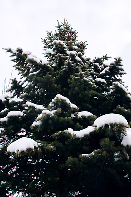포토 JPG 해외이미지 나무 식물 계절 백그라운드 이동 크리스마스 겨울 자연 추상 휴가 새로움 사람없음 야외 목재 장식 세로 초록색 파란색 빛 크리스마스트리 환경 냉동 얼음 일몰 추위 백발 흰색 나뭇가지 소나무 숲 연도 서리 장면 상록수 침엽수 전나무 삼나무 눈내림 가문비나무 해외202309 해외포토 자연요소 헤어스타일 기념일 컬러 컨셉 무늬 재료 눈_날씨 노을 생태계 파일형식