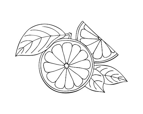 EPS 해외이미지 식물 디자인 실루엣 선 음식 조각 다이어트 오렌지 과일 일러스트 재료 자연 귤 건강 미술 그래픽 장식 검은색 주스 수확 흰색 나뭇가지 신선 달콤 맛 낙서 스케치 레몬 심볼 그림 유기농 윤곽 손그림 내추럴 고립 엘리먼트 벡터 비건 해외202309 해외일러스트 나무 웰빙 음료 컬러 컨셉 농업 문화예술 촬영기법 생태계 채식주의자 파일형식