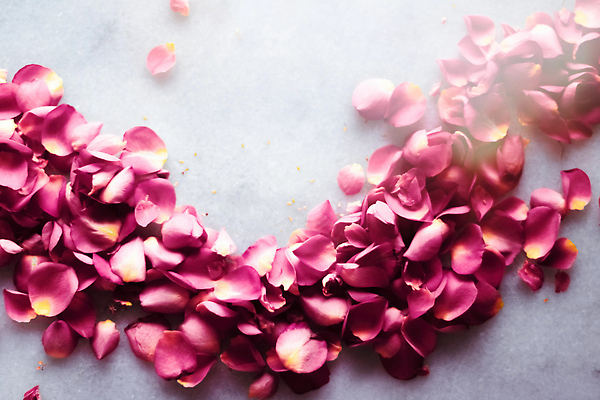 포토 JPG 해외이미지 꽃잎 분홍색 백그라운드 곡선 사람없음 장미 카피스페이스 해외202309 해외포토 꽃 선 컬러 공백 파일형식