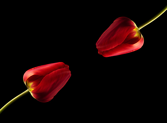 포토 JPG 해외이미지 식물 계절 공원 꽃잎 꽃 분홍색 컬러 꽃다발 백그라운드 잎 꽃무늬 밭 자연 부활절 기념 발렌타인데이 선물 사랑 사람없음 장식 빨간색 초록색 컬러풀 햇빛 뷰티 정원 봄 활발 낭만 튤립 벚꽃 인사 신선 개화 클래식 우아함 4월 5월 다발 꽃집 내추럴 해외202309 해외포토 공공시설 기념일 감정 컨셉 무늬 농업 데이이벤트 태양 상점 예절 날짜 생태계 파일형식