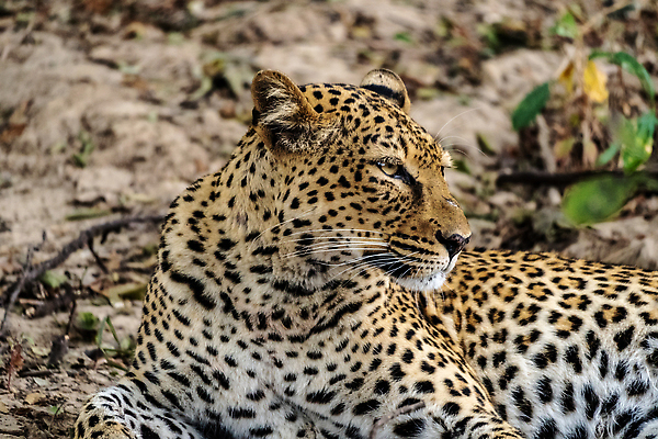포토 JPG 해외이미지 동물 응시 공원 야생동물 새끼 포유류 아프리카 자연 국립공원 서기 성인 사람없음 뷰티 고양이 게임 점 황무지 사자 사파리 사냥 육식동물 사냥꾼 케냐 치타 표범 남쪽 나미비아 남아프리카 보츠와나 세렝게티 잠비아 전국 칼라하리 탄자니아 혼자 크루거 해외202309 해외포토 직업 시선 공공시설 나라 모션 놀이 사람 반려동물 사막 방향 생태계 남아프리카공화국 파일형식