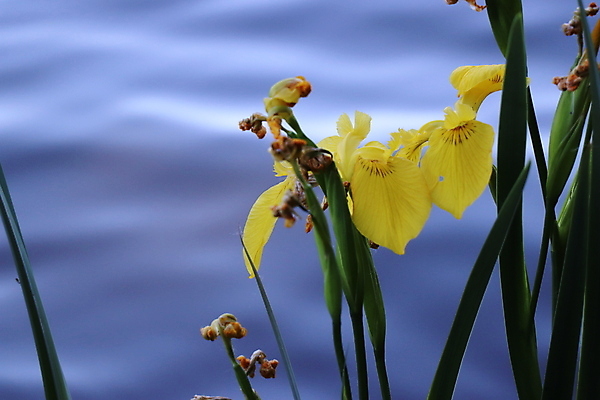 포토 JPG 해외이미지 식물 디자인 계절 공원 꽃 분홍색 컬러 꽃다발 결혼 백그라운드 잎 꽃무늬 패턴 자연 벽지 하늘 아침 건강 사람없음 장식 파란색 컬러풀 뷰티 정원 맑음 봄 수확 성장 벚꽃 흰색 신용카드 개화 허브 묘사 그림 유기농 초대 내추럴 블러 엘리먼트 스타일 해외202309 해외포토 주간 웰빙 공공시설 무늬 농업 날씨 이벤트 금융 생태계 파일형식