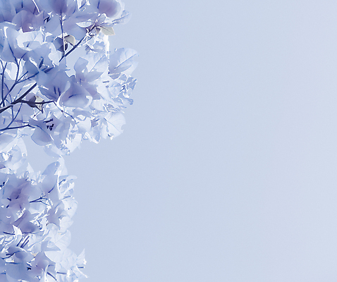 포토 JPG 해외이미지 꽃 백그라운드 나뭇잎 사람없음 파란색 나뭇가지 카피스페이스 해외202309 해외포토 나무 식물 컬러 잎 공백 파일형식