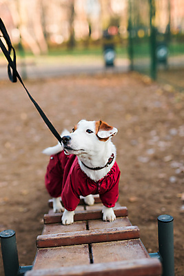 포토 JPG 해외이미지 주간 한마리 공원 반려견 사람없음 야외 반려동물 산책 강아지 놀이기구 목줄 잭러셀테리어 해외202309 해외포토 자연요소 동물 1 공공시설 휴식 개 테리어 파일형식 반려용품