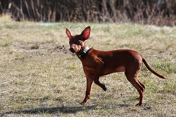 포토 JPG 해외이미지 동물 한마리 응시 행복 얼굴 새끼 장난 포유류 모션 자연 놀이 털 사람없음 초록색 반려동물 달리기 가축 소나무 개 강아지 작음 송곳니 기르기 카피스페이스 순혈 해외202309 해외포토 나무 1 시선 감정 컬러 신체부위 공백 치아 크기 생태계 돌봄 파일형식