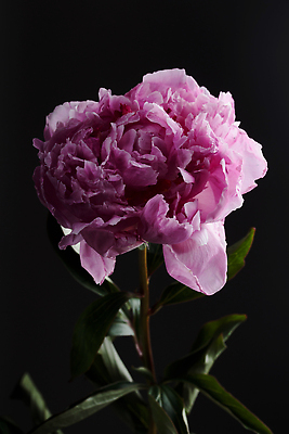 포토 JPG 해외이미지 식물 꽃 분홍색 컬러 꽃무늬 자연 휴가 선물 사랑 사람없음 뷰티 유행 어둠 낭만 벚꽃 신선 작약 정물화 어머니의날 미니멀리스트 해외202309 해외포토 기념일 감정 컨셉 무늬 그림 생태계 미국문화 파일형식