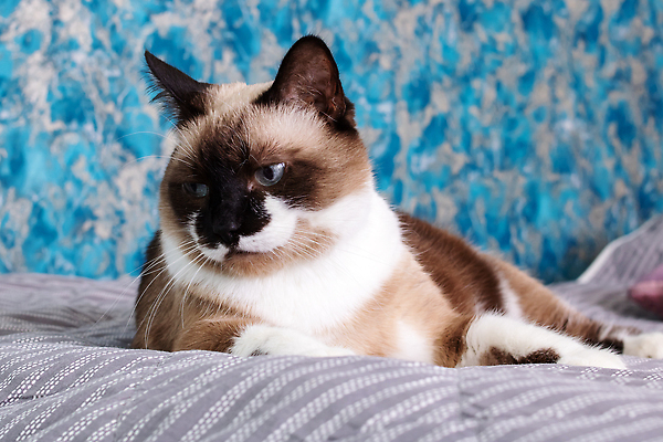 포토 JPG 해외이미지 사람없음 반려동물 눕기 귀여움 고양이 이불 침대 안락 해외202309 해외포토 동물 가구 컨셉 포유류 침구 모션 파일형식