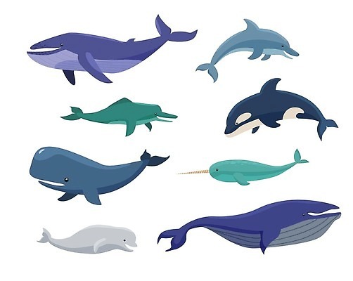 EPS 해외이미지 동물 야생동물 바다 컨셉 일러스트 포유류 생물 뿔 어류 물 파란색 세트 바닷속 수중 흰색 그룹 위험 큼 만화 수집 고래 돌고래 생태계 육식동물 치수 태평양 상어 거인 공격적 생태학 소금물 이국적 특별함 벡터 해외202309 해외일러스트 자연요소 교육 컬러 수중동물 크기 파일형식
