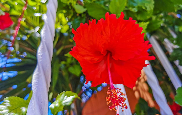 포토 JPG 해외이미지 나무 식물 꽃잎 꽃 줄기 분홍색 컬러 백그라운드 잎 꽃무늬 자연 멕시코 사람없음 야외 빨간색 초록색 여름 컬러풀 뷰티 노란색 정원 봄 벚꽃 신선 떨어짐 질감 꽃가루 내추럴 꽃수술 이국적 히비스커스 해외202309 해외포토 계절 컨셉 북아메리카 무늬 가루 생태계 파일형식