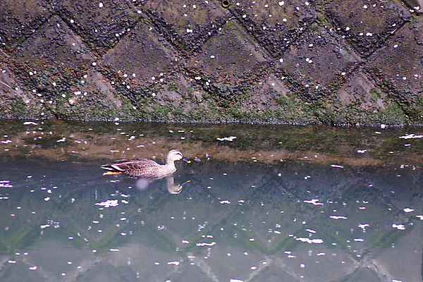 포토 JPG 해외이미지 꽃잎 오리 사람없음 강 반사 봄 벚꽃 수면 해외202309 해외포토 계절 꽃 조류 물 파일형식