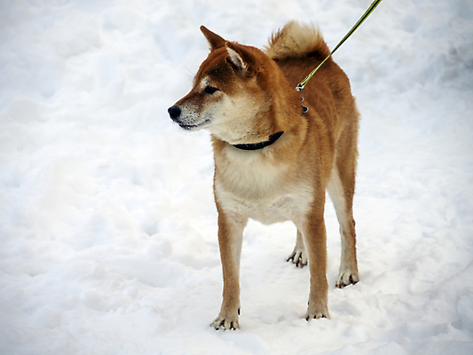 포토 JPG 해외이미지 동물 계절 공원 행복 백그라운드 겨울 포유류 가족 자연 날씨 털 사랑 사람없음 야외 빨간색 빛 반려동물 뷰티 갈색 걷기 일본 추위 흰색 개 숲 서리 송곳니 내추럴 기르기 유래 폭설 눈내림 순혈 해외202309 해외포토 공공시설 감정 아시아 컬러 관계 모션 눈_날씨 치아 자연재해 생태계 돌봄 파일형식
