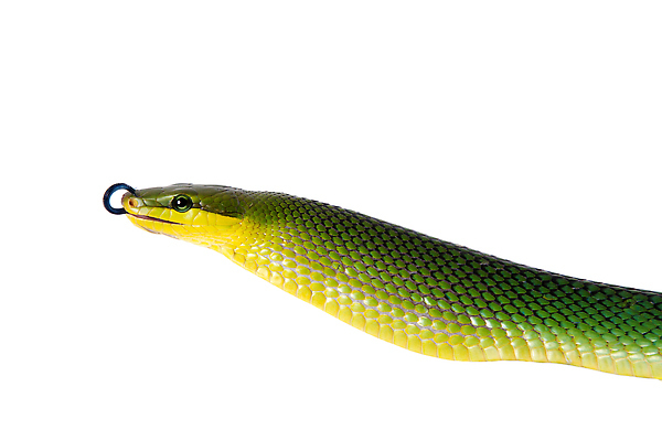 포토 JPG 해외이미지 동물 척추동물 야생동물 백그라운드 파충류 자연 생물 실내 동양인 사람없음 초록색 파란색 반려동물 뷰티 촉촉함 흰색 뱀 위험 큼 자르기 혀 냄새 인도네시아 슛 육식동물 사냥꾼 멸종 말레이시아 고립 동물상 이국적 해외202309 해외포토 직업 아시아 컬러 컨셉 모션 인종 내부 조형물 젖음 입 크기 생태계 파일형식