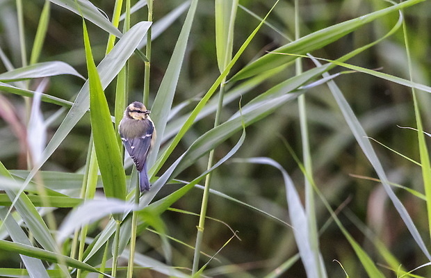 포토 JPG 해외이미지 동물 응시 유럽 야생동물 백그라운드 겨울 날개 자연 조류 생물 앉기 사람없음 야외 초록색 파란색 컬러풀 뷰티 노란색 머리 정원 추위 흰색 나뭇가지 닫기 작음 깃털 부리 내추럴 동물상 유라시아 해외202309 해외포토 나무 시선 계절 나라 아시아 컬러 모션 신체부위 조형물 크기 생태계 파일형식