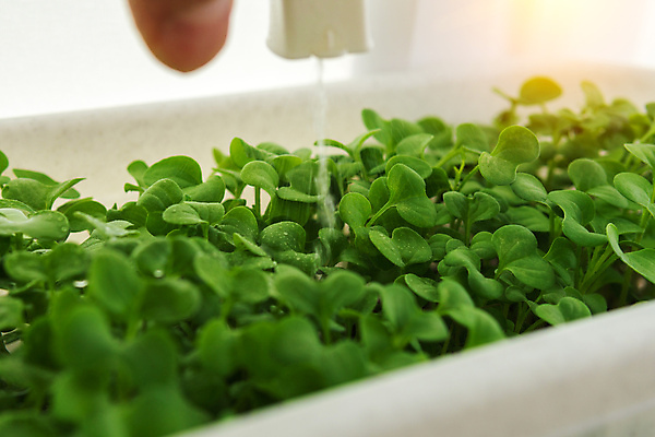 포토 JPG 해외이미지 식물 음식 잎 농업 다이어트 채소 재료 건강 요리 씨앗 사람없음 초록색 새싹 주방 샐러드 수확 성장 신선 양념 먹기 허브 에코 유기농 날것 건강식 모종 바이오 채식주의자 디톡스 슈퍼푸드 비건 해외202309 해외포토 웰빙 산업 컬러 모션 환경 채식 건강식품 파일형식