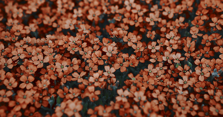 포토 JPG 해외이미지 식물 계절 꽃잎 꽃 컬러 백그라운드 잎 꽃무늬 패턴 봄꽃 자연 이끼 풍경 사람없음 장식 초록색 여름 파란색 컬러풀 뷰티 갈색 정원 일본 보라색 봄 성장 덮개 벚꽃 신선 개화 제비꽃 질감 내추럴 해외202309 해외포토 아시아 무늬 뚜껑 생태계 파일형식