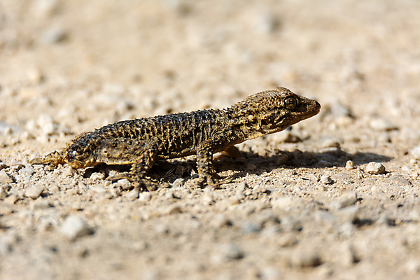 포토 JPG 해외이미지 파충류 사람없음 이탈리아 도마뱀 해외202309 해외포토 동물 유럽 파일형식