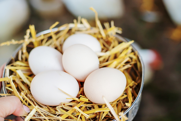 포토 JPG 해외이미지 전통 접시 음식 백그라운드 농업 다이어트 재료 자연 조류 주택 건강 요리 사람없음 농장 갈색 바구니 치킨 봄 껍질 축하 신선 그룹 둥지 볏짚 농부 상품 큼 유기농 부활절계란 날것 지역 솜털 밀짚 내추럴 단백질 암탉 핸드메이드 해외202309 해외포토 동물 직업 식기 웰빙 계절 산업 컬러 컨셉 부활절 건물 계란 닭 짚 크기 암컷 생태계 닭고기요리 영양소 파일형식