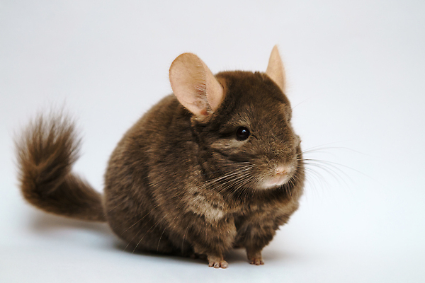 포토 JPG 해외이미지 동물 캐릭터 1 응시 행복 백그라운드 포유류 자연 부활절 털 건강 앉기 사람없음 빛 반려동물 뷰티 갈색 흰색 아기 기다림 닫기 달콤 쥐 설치류 작음 모피 코 꼬리 귀 슛 솜털 동반자 이국적 해외202309 해외포토 시선 기념일 감정 컬러 모션 사람 신체부위 맛 크기 생태계 파일형식