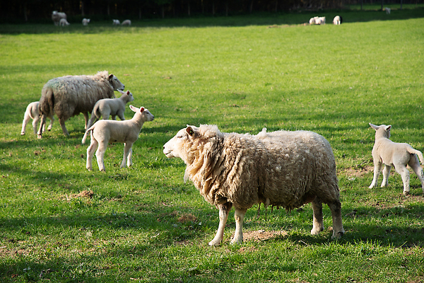 포토 JPG 해외이미지 동물 전통 계절 공원 여행 밭 농업 포유류 모션 자연 하늘 잔디 사람없음 야외 초록색 농장 농경지 환경 가축 봄 흰색 시골 신생아 양 양치기 군중 농부 숲 방목 언덕 양고기 내추럴 양모 밭일 찰과상 많음 해외202309 해외포토 식물 직업 공공시설 산업 컬러 컨셉 육류 사람 아기 직물 축산업 상처 생태계 파일형식