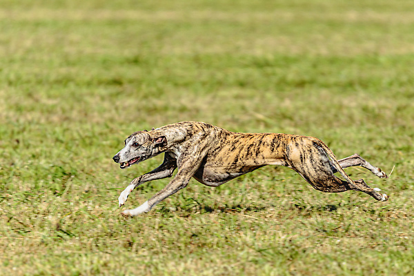 포토 JPG 해외이미지 동물 1 공원 감정 스포츠 밭 모션 놀이 건강 사람없음 야외 초록색 반려동물 달리기 뷰티 걷기 정원 점프 경쟁 에너지 게임 시골 레이싱 잡기 개 유혹 속도 사냥 송곳니 기르기 전력질주 챔피언 순혈 해외202309 해외포토 공공시설 컬러 컨셉 농업 포유류 시합 치아 돌봄 파일형식