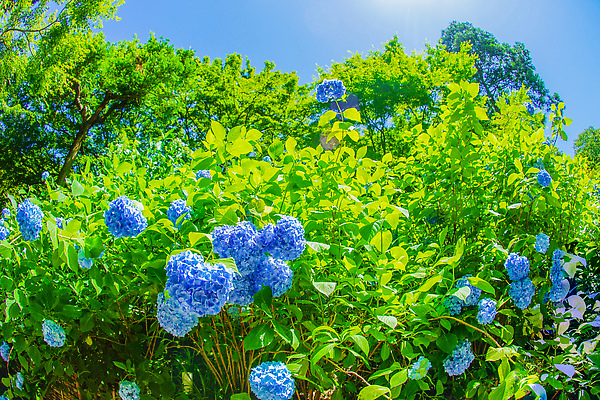 포토 JPG 해외이미지 식물 남자 꽃잎 꽃 잎 자연 풍경 사람없음 야외 초록색 여름 뷰티 일본 봄 나뭇가지 6월 만족 수국 내일 해외202309 해외포토 나무 계절 감정 아시아 컬러 사람 날짜 생태계 파일형식