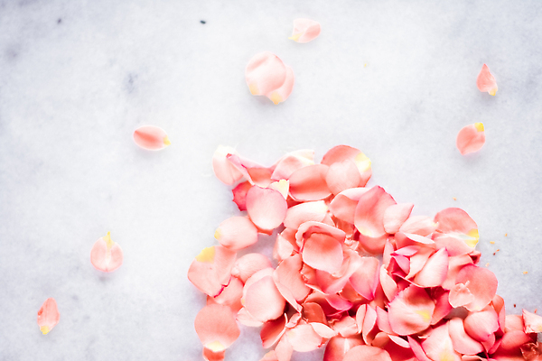 포토 JPG 해외이미지 꽃잎 백그라운드 사람없음 장미 카피스페이스 코랄 해외202309 해외포토 꽃 컬러 공백 파일형식