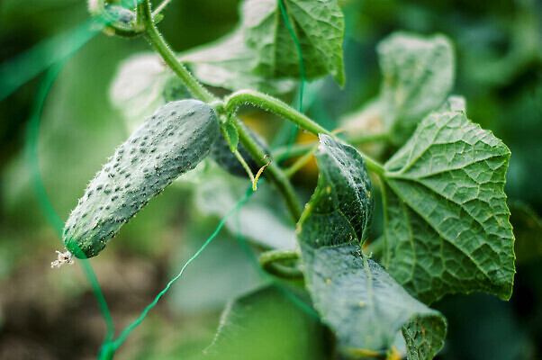 포토 JPG 해외이미지 식물 계절 꽃 음식 컬러 백그라운드 잎 밭 농업 채소 재료 자연 오이 건강 사람없음 초록색 여름 농작물 농장 노란색 새싹 정원 흙 수확 성장 벚꽃 나뭇가지 신선 작음 유기농 원예 날것 내추럴 밭일 숙성 온실 채식주의자 세련 해외202309 해외포토 나무 웰빙 산업 취미 크기 생태계 채식 파일형식