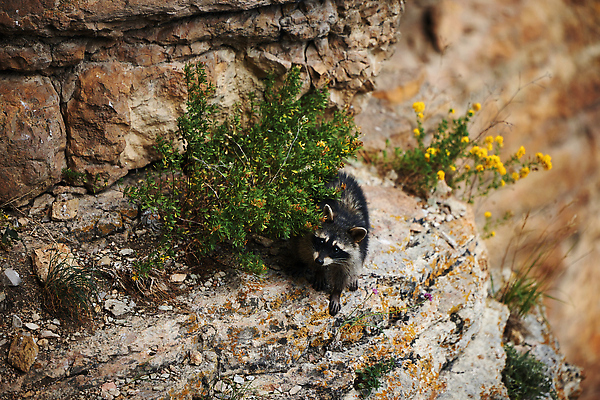 포토 JPG 해외이미지 주간 동물 얼굴 야생동물 어린이 음식 캐나다 포유류 가족 포옹 자연 털 가면 풍경 사람없음 야외 여름 뷰티 갈색 걷기 환경 미국 회색 아기 모피 호기심 육식동물 캘리포니아 동영상 지능 플로리다 해외202309 해외포토 자연요소 계절 감정 컬러 컨셉 북아메리카 관계 안기 모션 사람 신체부위 생태계 파일형식