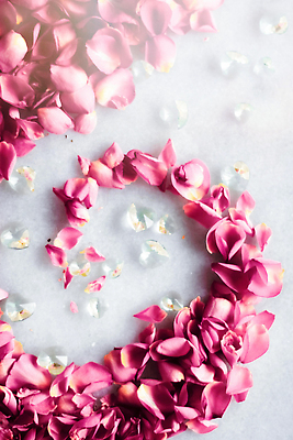 포토 JPG 해외이미지 꽃잎 분홍색 백그라운드 곡선 사람없음 장미 카피스페이스 해외202309 해외포토 꽃 선 컬러 공백 파일형식