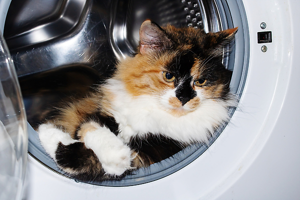 포토 JPG 해외이미지 응시 사람없음 반려동물 눕기 귀여움 고양이 세탁기 안락 해외202309 해외포토 동물 시선 컨셉 포유류 모션 가전제품 파일형식