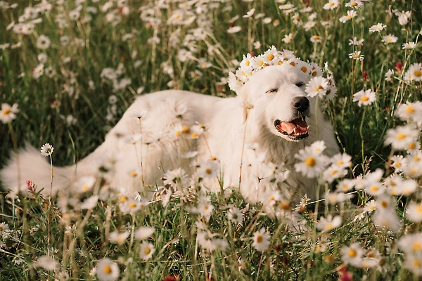 포토 JPG 해외이미지 꽃 행복 놀이 사람없음 야외 화관 산책 개 해외202309 해외포토 식물 감정 포유류 휴식 파일형식