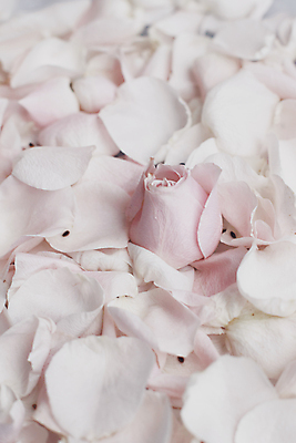 포토 JPG 해외이미지 꽃잎 백그라운드 자연 사람없음 장미 해외202309 해외포토 꽃 생태계 파일형식