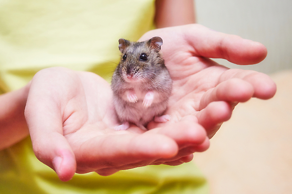 포토 JPG 해외이미지 동물 손 응시 행복 어린이 주택 털 사랑 사람없음 반려동물 뷰티 아기 잡기 닫기 작음 솜털 돌봄 이국적 해외202309 해외포토 시선 감정 모션 사람 건물 신체부위 크기 파일형식