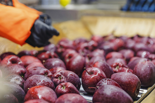 포토 JPG 해외이미지 나무 식물 손 계절 음식 컬러 잎 농업 과일 자연 건강 사람 사람없음 빨간색 초록색 농작물 바구니 정원 수확 성장 나뭇가지 신선 업무 작업 달콤 사과 농부 나무상자 과수원 다발 수집 유기농 원예 내추럴 바이오 밭일 숙성 채식주의자 카피스페이스 해외202309 해외포토 직업 웰빙 산업 취미 신체부위 상자 공백 맛 생태계 채식 파일형식