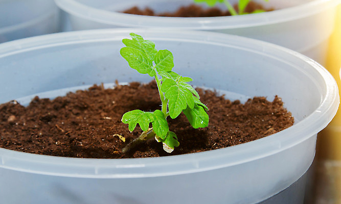 포토 JPG 해외이미지 식물 지구 음식 백그라운드 잎 농업 토마토 채소 자연 유리 새로움 씨앗 사람없음 초록색 상자 농장 새싹 환경 정원 흙 봄 성장 흰색 신선 냄비 컨테이너 유기농 원예 먼지 내추럴 모종 온실 채식주의자 해외202309 해외포토 웰빙 계절 산업 컬러 컨셉 재질 취미 솥 생태계 채식 파일형식