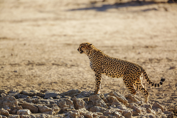 포토 JPG 해외이미지 동물 야생동물 포유류 아프리카 자연 건조 국립공원 사람없음 야외 가로 관광지 고양이 사막 황무지 보호 사파리 가뭄 서식지 치타 나미비아 남아프리카 보츠와나 보호구역 칼라하리 건조기후 해외202309 해외포토 공원 나라 여행 컨셉 날씨 반려동물 생태계 구역 파일형식