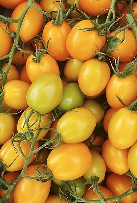 포토 JPG 해외이미지 음식 백그라운드 농업 다이어트 토마토 채소 오렌지 과일 재료 자연 건강 종류 비프스테이크 씨앗 사람없음 목재 빨간색 초록색 여름 상자 컬러풀 농장 노란색 정원 수확 가을 신선 체리 시장 맛 농부 유기농 원예 날것 포도나무 내추럴 밭일 숙성 채식주의자 많음 비건 해외202309 해외포토 나무 식물 직업 웰빙 계절 산업 컬러 컨셉 스테이크 취미 소고기 과일나무 생태계 채식 파일형식