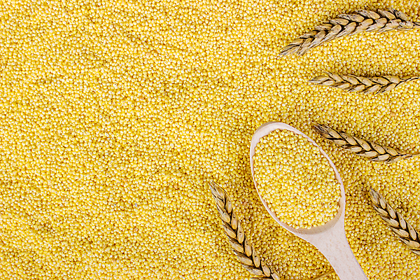 포토 JPG 해외이미지 식물 줄기 농업 건조 씨앗 사람없음 농작물 태양 노란색 봄 수확 성장 흰색 시골 정상 낟알 땅 시리얼 밀 다발 보따리 보리 밀가루 자루 스위치 스파이크 밀짚 흙더미 수수 숙성 시베리아 오트밀 호밀 귀리 그래놀라 해외202309 해외포토 자연요소 계절 산업 음식 컬러 곡류 흙 짚 가루 파일형식 더미