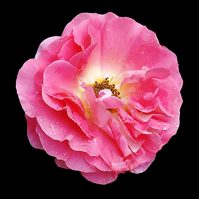 포토 JPG 해외이미지 식물 1 디자인 꽃잎 꽃 분홍색 컬러 백그라운드 꽃무늬 오렌지 자연 발렌타인데이 선물 사랑 사람없음 장식 여름 뷰티 장미 머리 검은색 봄 벚꽃 개화 닫기 싱글 내추럴 고립 해외202309 해외포토 계절 감정 무늬 과일 모션 데이이벤트 신체부위 생태계 파일형식