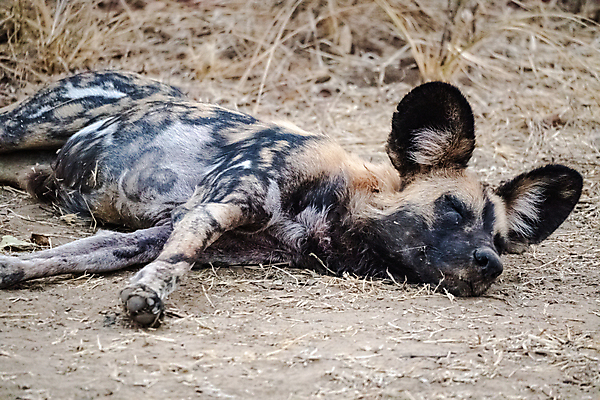 포토 JPG 해외이미지 동물 야생동물 새끼 포유류 아프리카 자연 사람없음 갈색 노란색 검은색 점 화려 그리기 황무지 개 위험 사파리 사냥 사냥개 귀 육식동물 사냥꾼 멸종 케냐 청각 늑대 남쪽 송곳니 동물상 사바나 잠비아 해외202309 해외포토 직업 나라 컬러 컨셉 모션 신체부위 조형물 치아 방향 생태계 파일형식